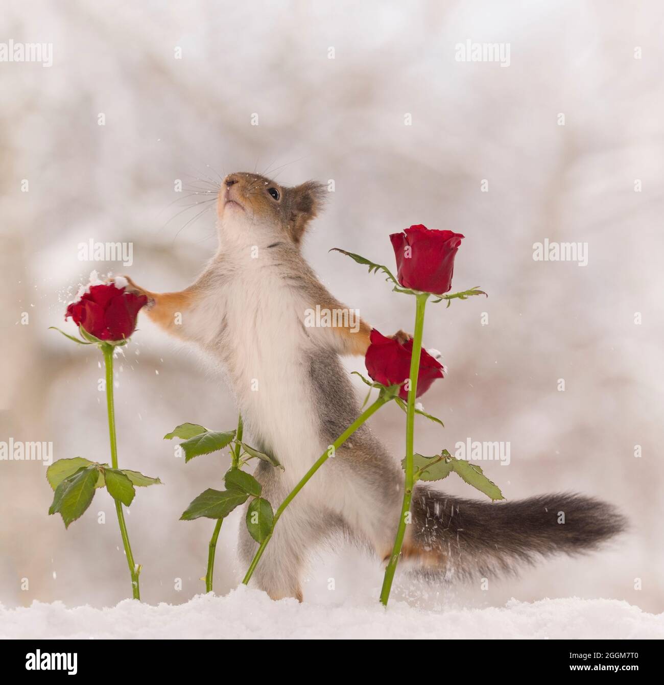 L'écureuil roux est la tenue de deux roses rouges Banque D'Images