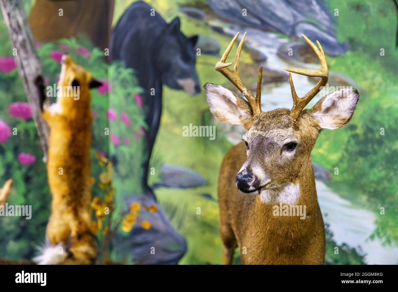 Cerf de Virginie dans une exposition sur la faune au centre d'accueil du parc national de Natural Bridge en Virginie. Banque D'Images