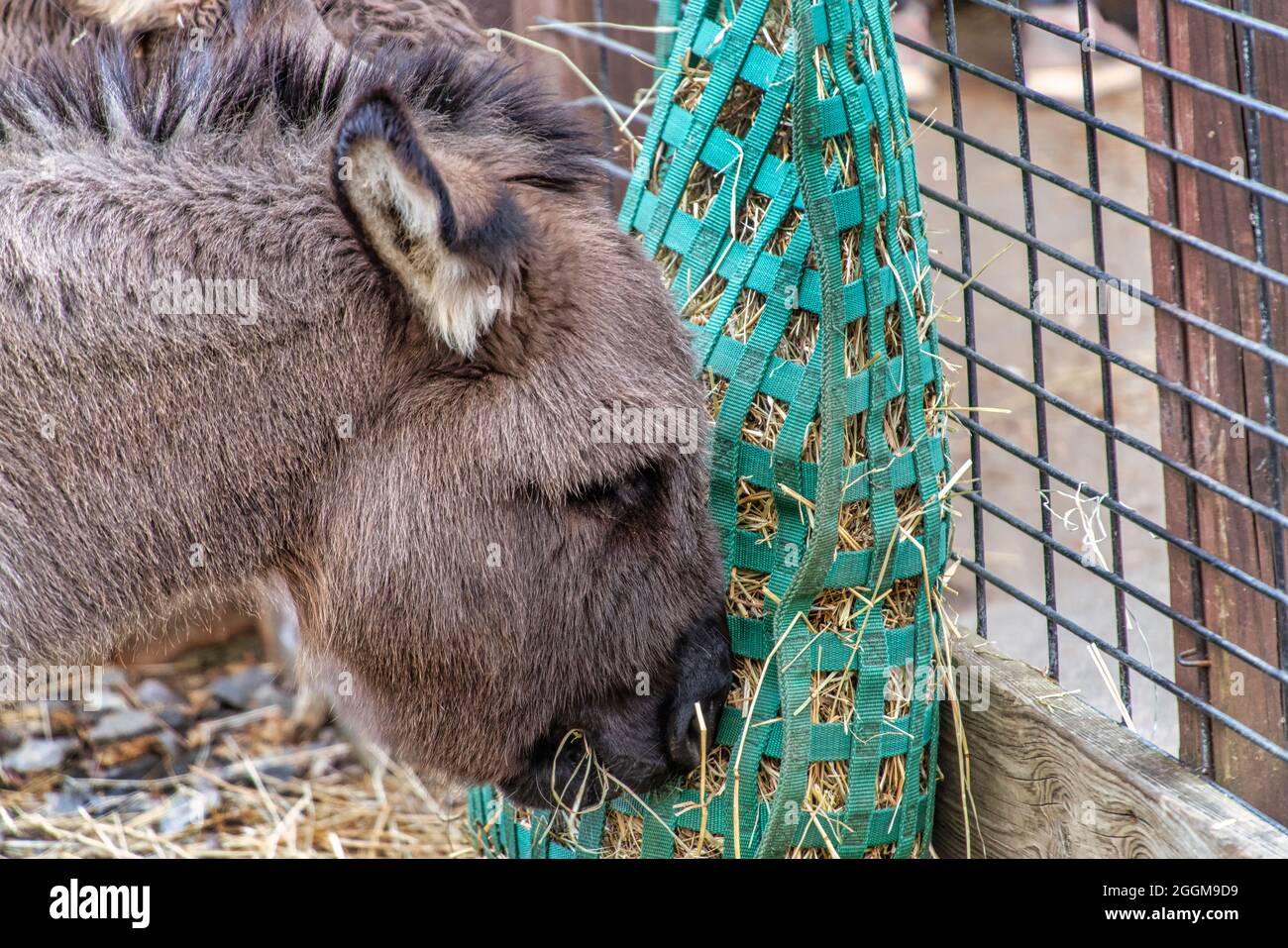 Un âne sicilien nourrissant au Western North Carolina nature Center à Asheville. Banque D'Images