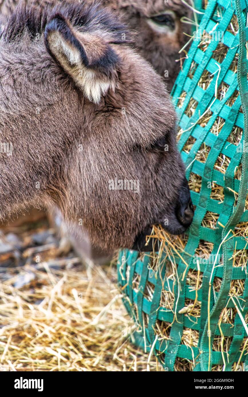 Un âne sicilien nourrissant au Western North Carolina nature Center à Asheville. Banque D'Images