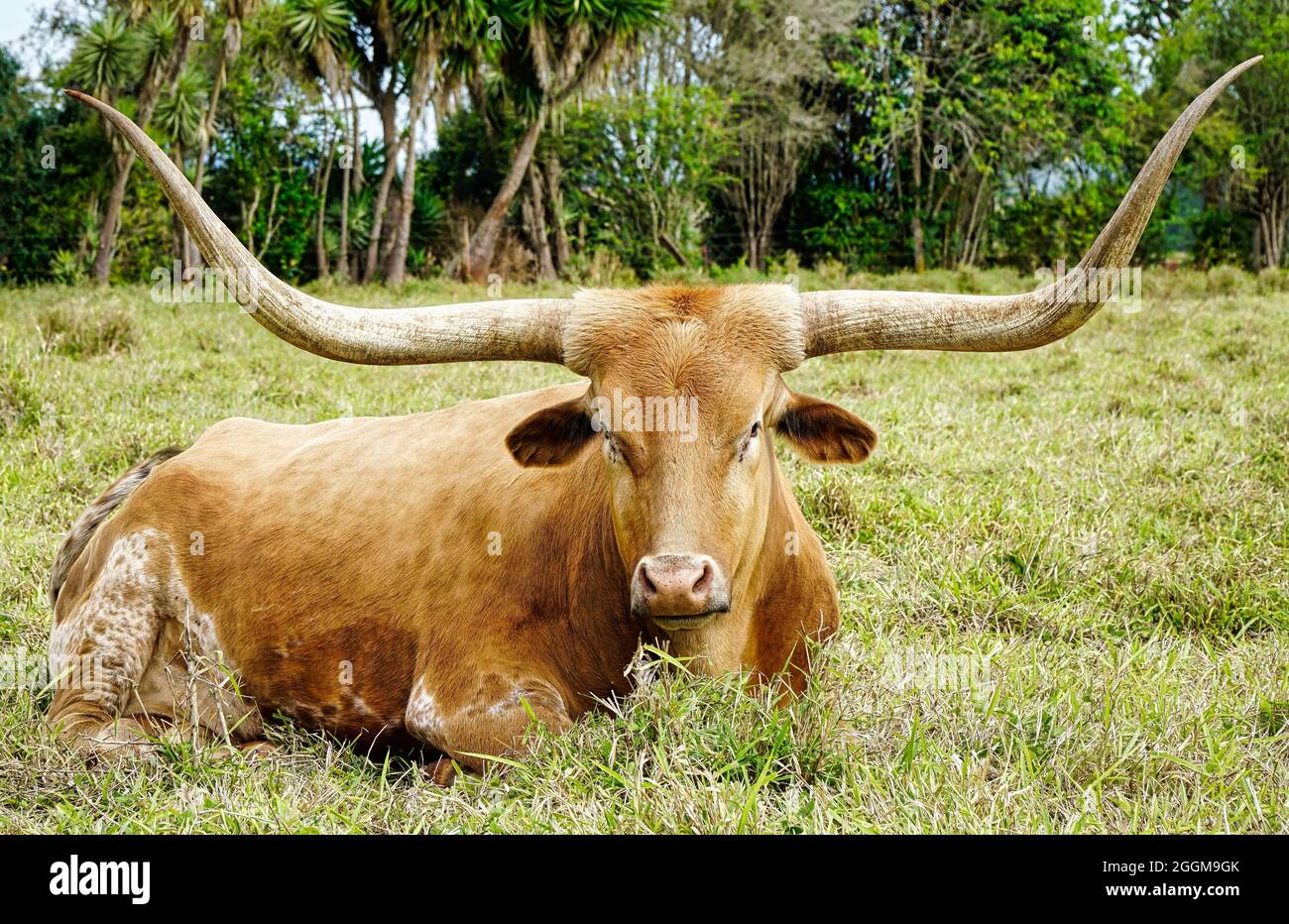 Une vache longhorn du Texas assise dans le pâturage vert Banque D'Images