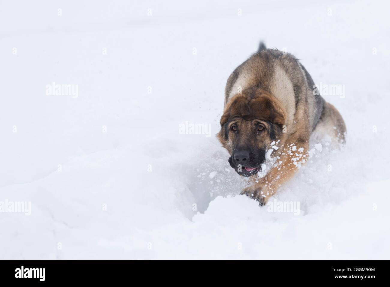 Berger allemand dans la neige avec les oreilles autour de la tête Banque D'Images
