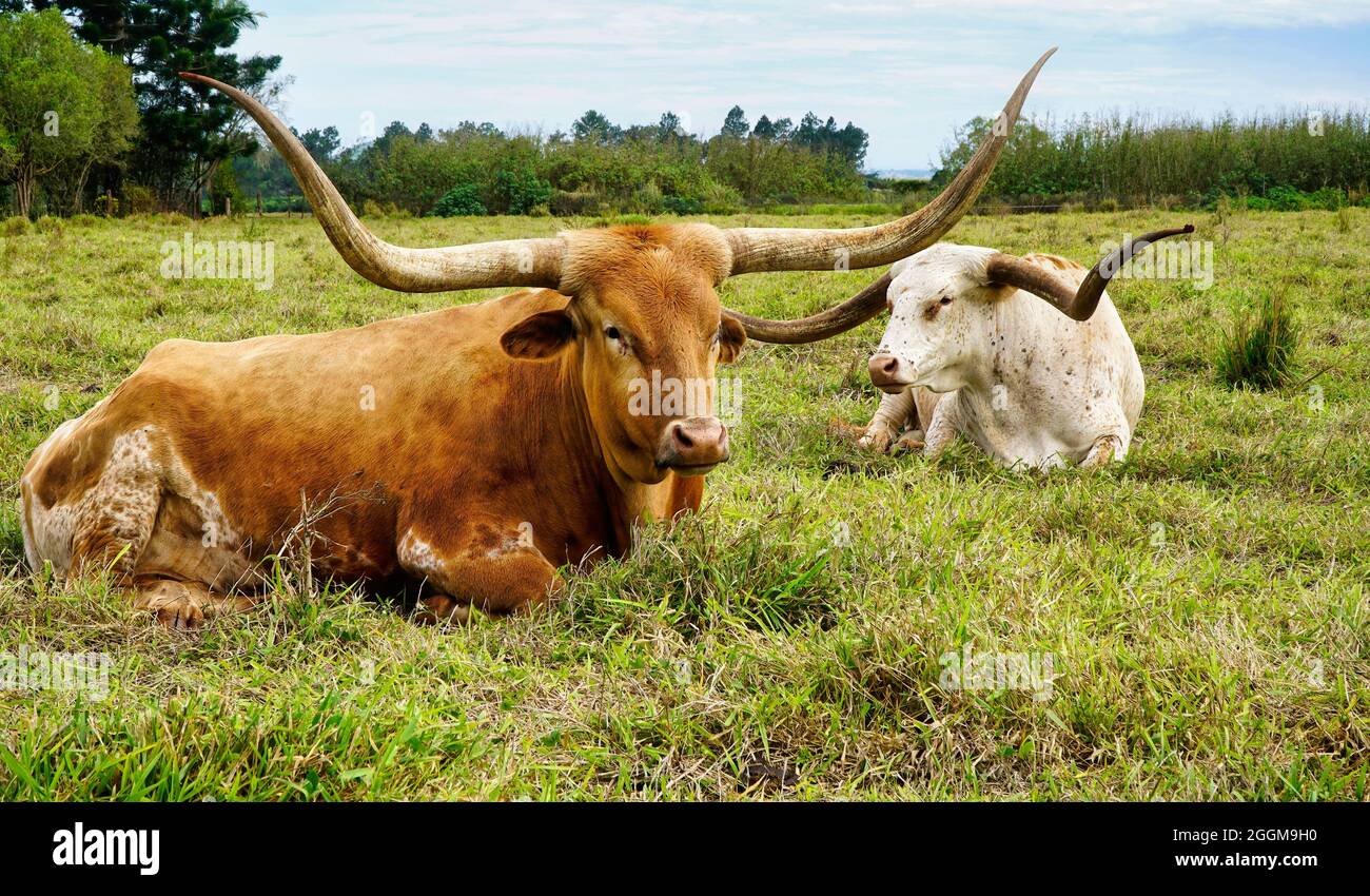 Deux vaches longhorn du Texas assises dans le pâturage vert. Ces bovins ont été élevés pour une tolérance élevée au stress dû à la sécheresse. Banque D'Images