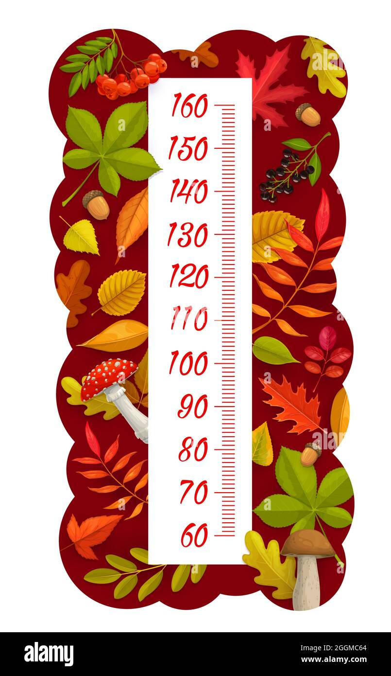Tableau Des Hauteurs Pour Enfants Feuilles D Automne Baies Champignons Et Acornes Compteur De Mesure De La Croissance Vectorielle Balance De Mesure Pour Enfant Ou Regle De Hauteur Pour Bebe Avec Dessin Anime