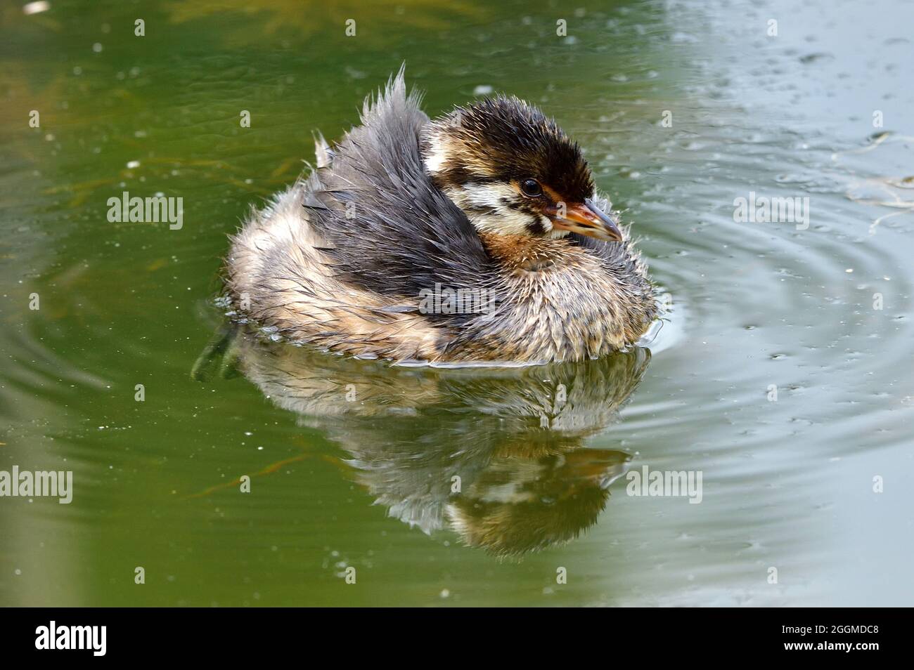 Un poussin à bec de pied flottant sur les eaux fixes d'un étang de castors isolé dans les régions rurales de l'Alberta au Canada. Banque D'Images