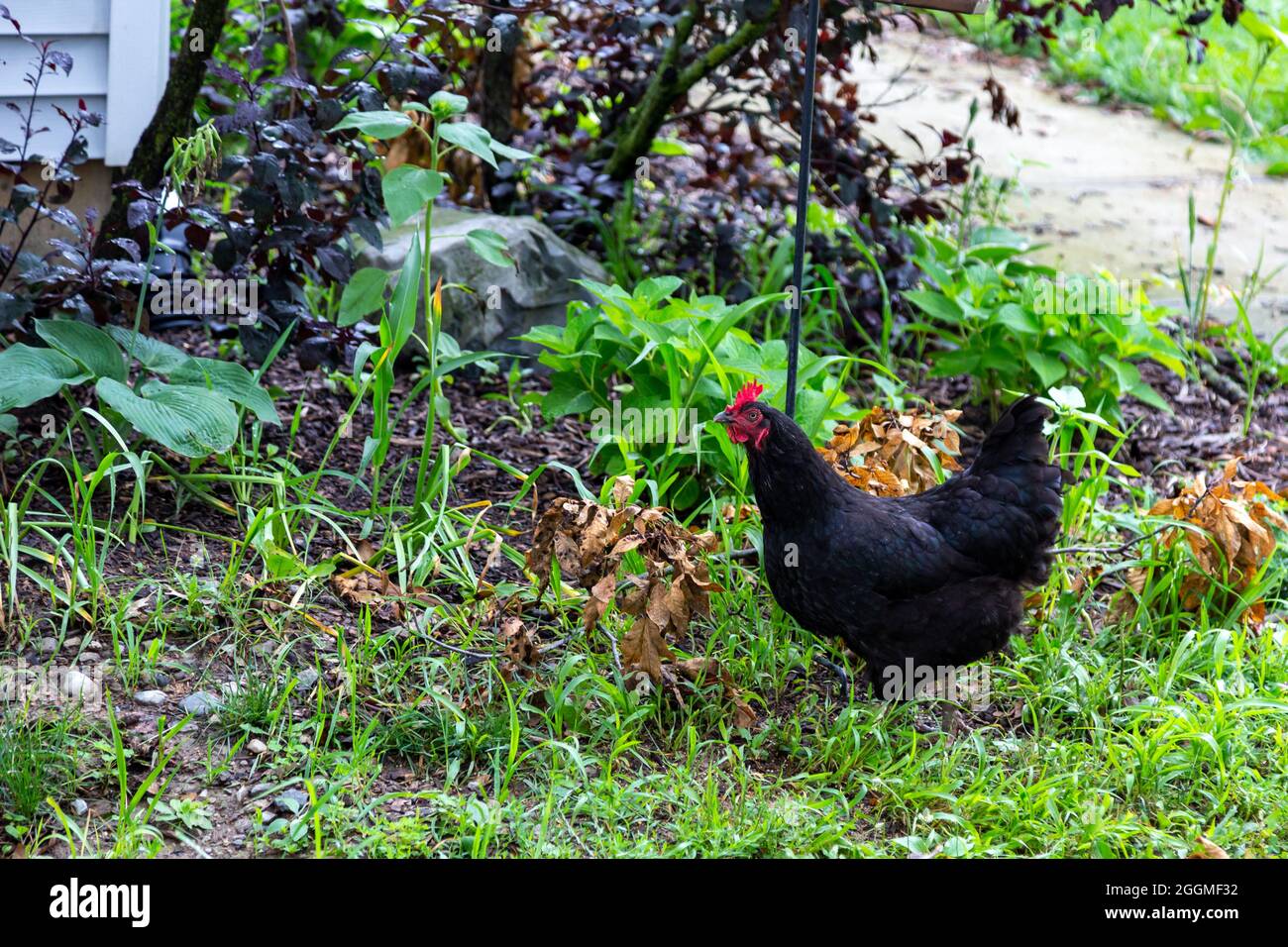 Une poule de poulet australorpe noire à aire de répartition libre erre dans sa ferme du comté de DeKalb près de Spencerville, Indiana, États-Unis. Banque D'Images
