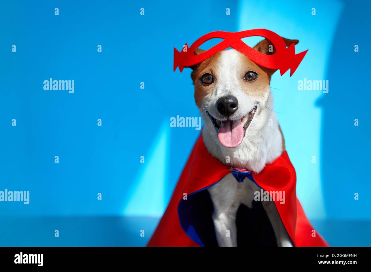 Mignon gai Jack Russell Terrier dans le masque rouge foudre sur le front et le cap super-héros debout sur fond bleu avec la langue de coller et looki Banque D'Images