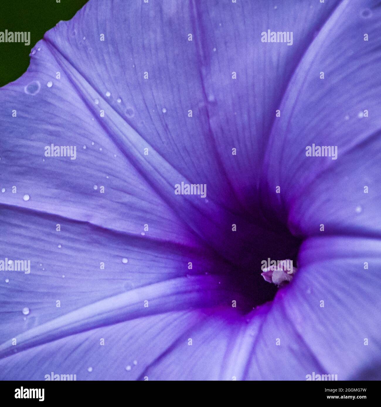 Gros plan d'un Vine Morning Glory Banque D'Images