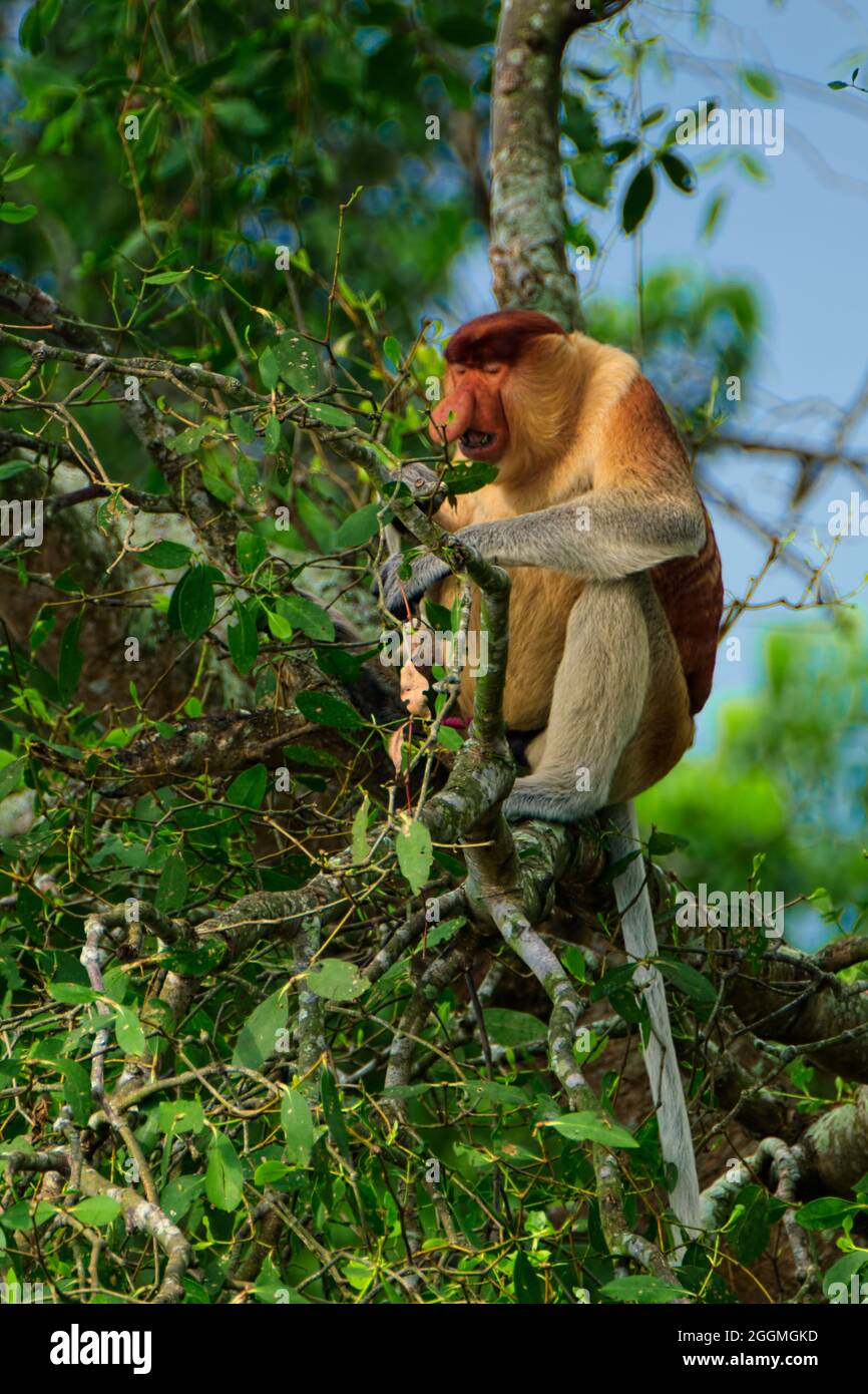 Rambai, un type de mangrove, est une nourriture très appréciée du singe proboscis. Prise @Bakut île, Barito, South Bornéo Banque D'Images