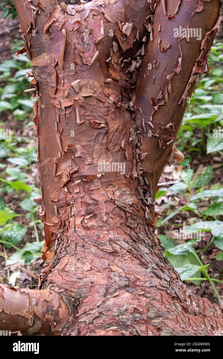 Acer Griseum, Paperbark Maple, Acer nikoense, Sapindaceae. Écorce brune de châtaignier d'Acer Griseum. Banque D'Images