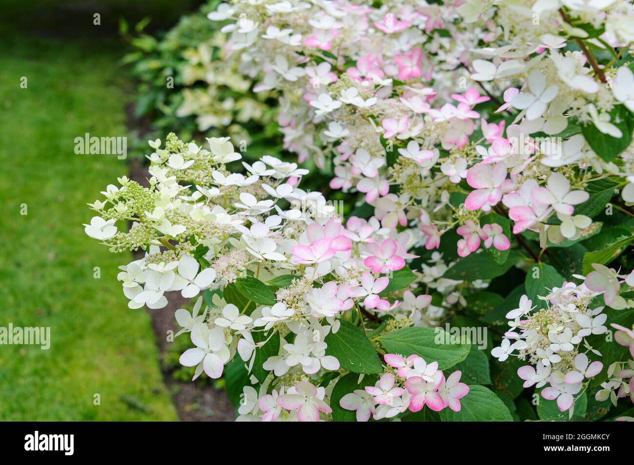 Hydrangea paniculata rubis, Hydrangeaceae. Les têtes de fleurs blanches sont roses à la fin de l'été. Banque D'Images
