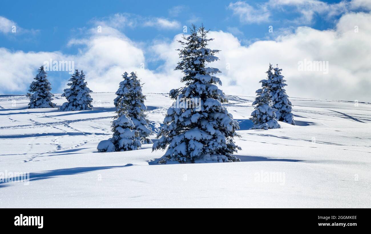 Vue imprenable sur un groupe de pins isolés couverts de neige fraîche après la chute de neige. Concours alpin et hiver. Paysage merveilleux Banque D'Images