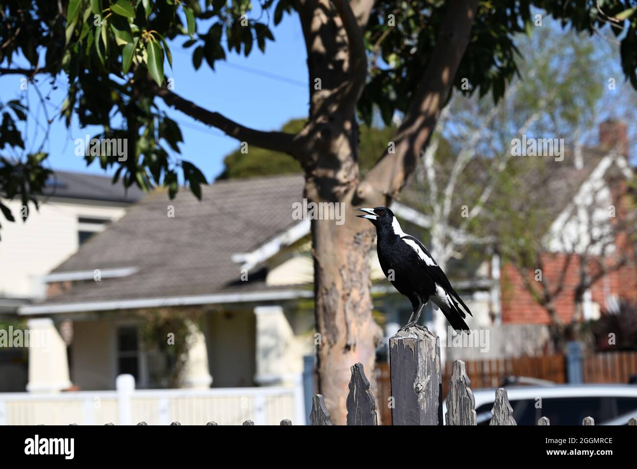 Magpie australienne en pleine guerre, perchée sur un poste de clôture dans une rue de banlieue Banque D'Images