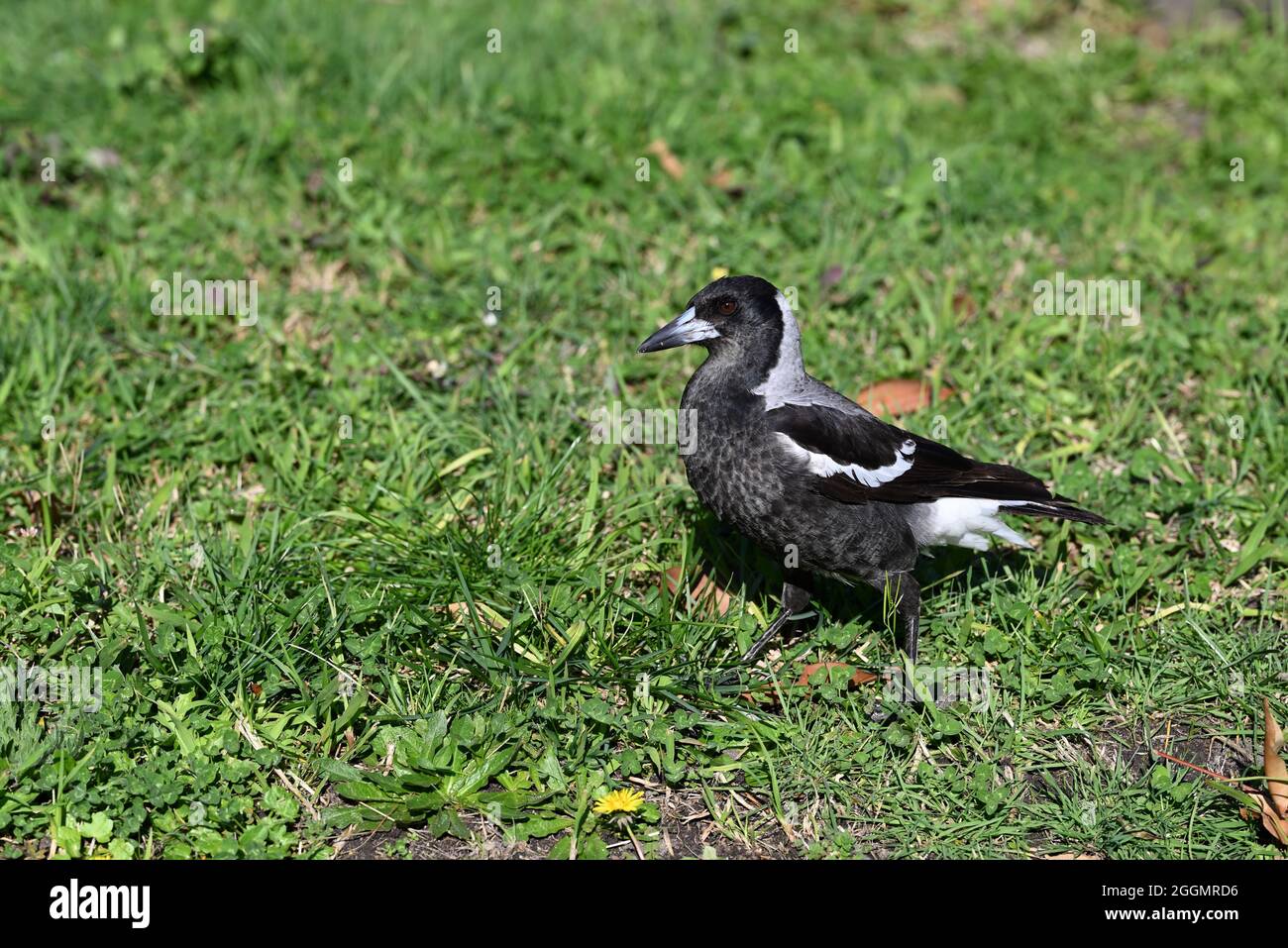 Magpie australienne juvénile le long d'une pelouse avec des miettes sur son bec Banque D'Images