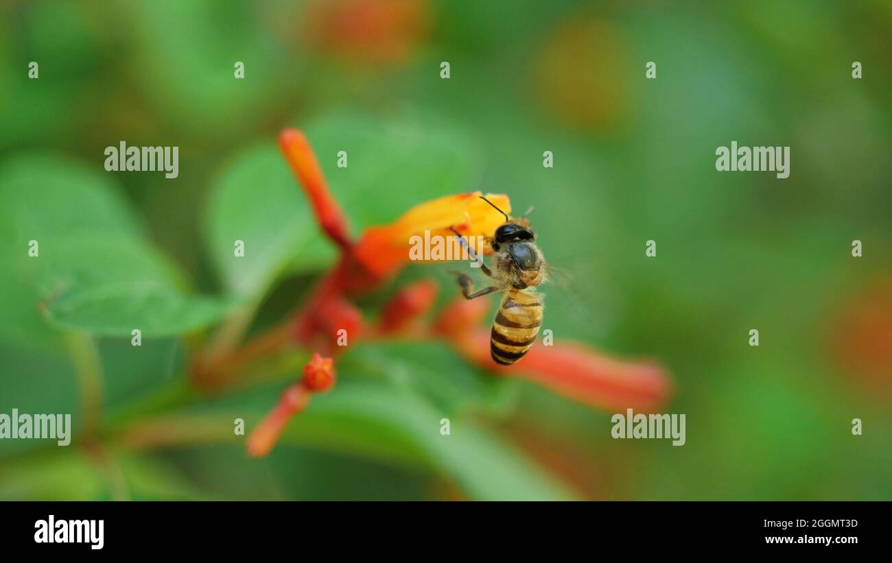 Miel abeille collectant le pollen cherchant le nectar sur le buisson écarlate ou le buisson de feu ou la fleur de rouge, fleur de couleur orange sur l'arbre avec fond vert naturel Banque D'Images Miel abeille collectant le pollen cherchant le nectar sur le buisson écarlate ou le buisson de feu ou la fleur de rouge, fleur de couleur orange sur l'arbre avec fond vert naturel Banque D'Images