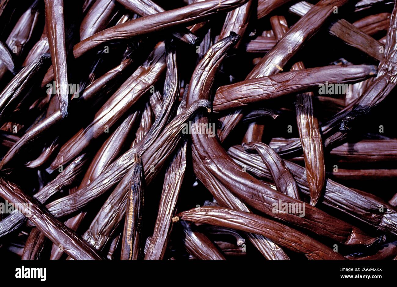 POLYNÉSIE FRANÇAISE, ÎLE DE TAHAA, VANILLE Banque D'Images