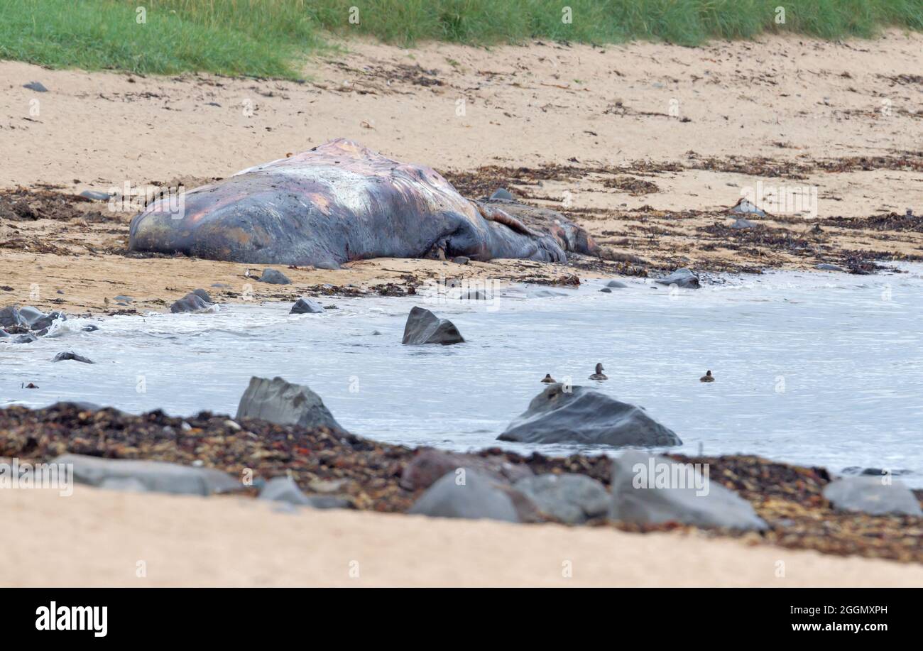 Gros cachalots morts washup sur une plage sur l'Islande, Snaefellsnes Banque D'Images