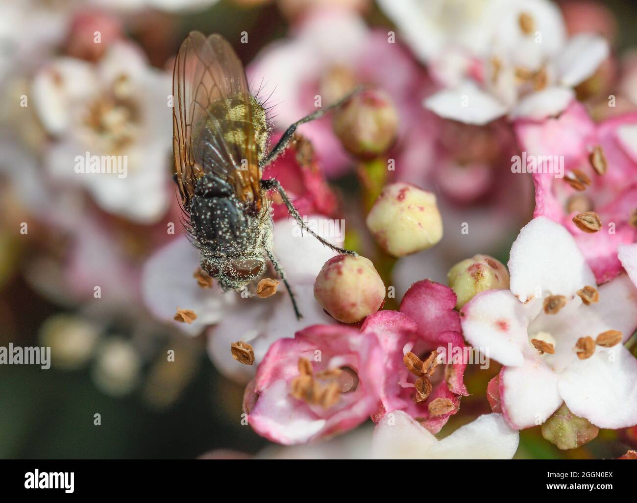 Volent se nourrissant sur des fleurs de viburnum tinus, avec des grains de pollen sur son corps Banque D'Images