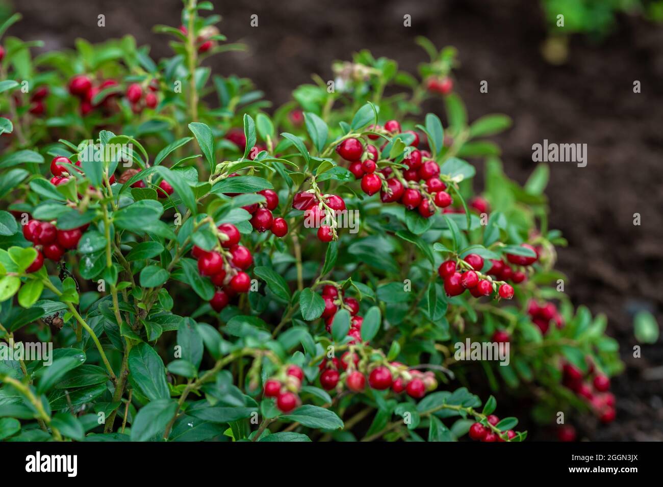 Vaccinium vitis-idaea Koralle dans le jardin Banque D'Images