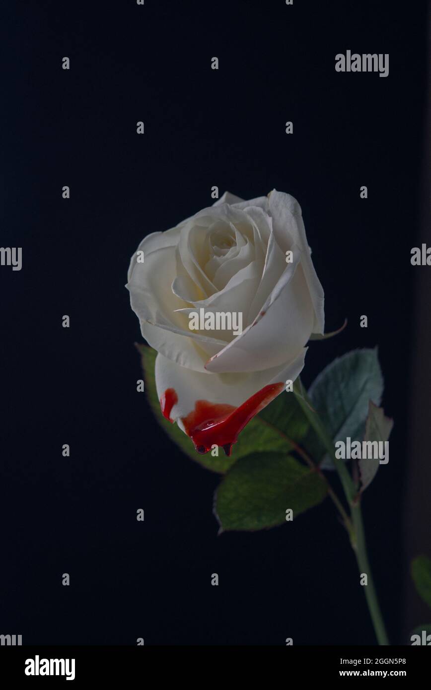 rose blanche simple avec une goutte de sang tombant d'un pétale. Banque D'Images