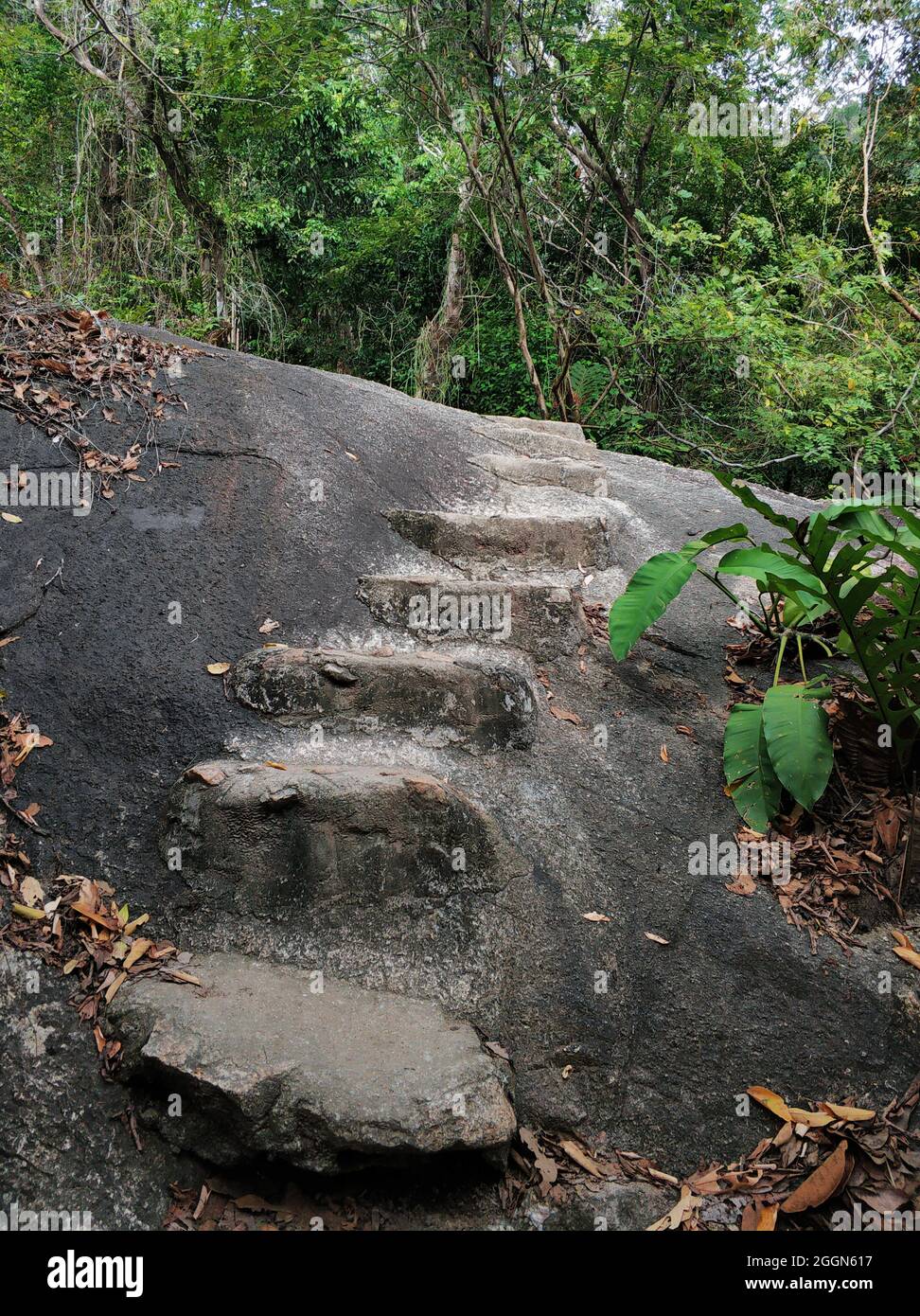 Marches faites de pierres dans la jungle. Sentier de randonnée pour les touristes. Banque D'Images
