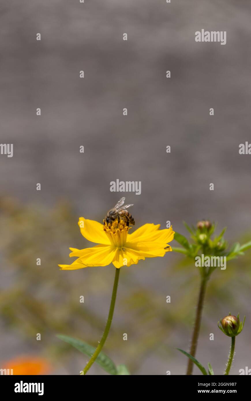 COSMOS fleurit au Guatemala, tropical et abeille. Banque D'Images