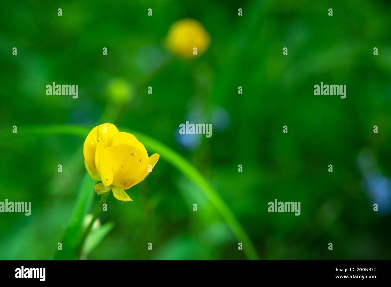 Fleur d'anémone jaune sur fond de verdure Banque D'Images