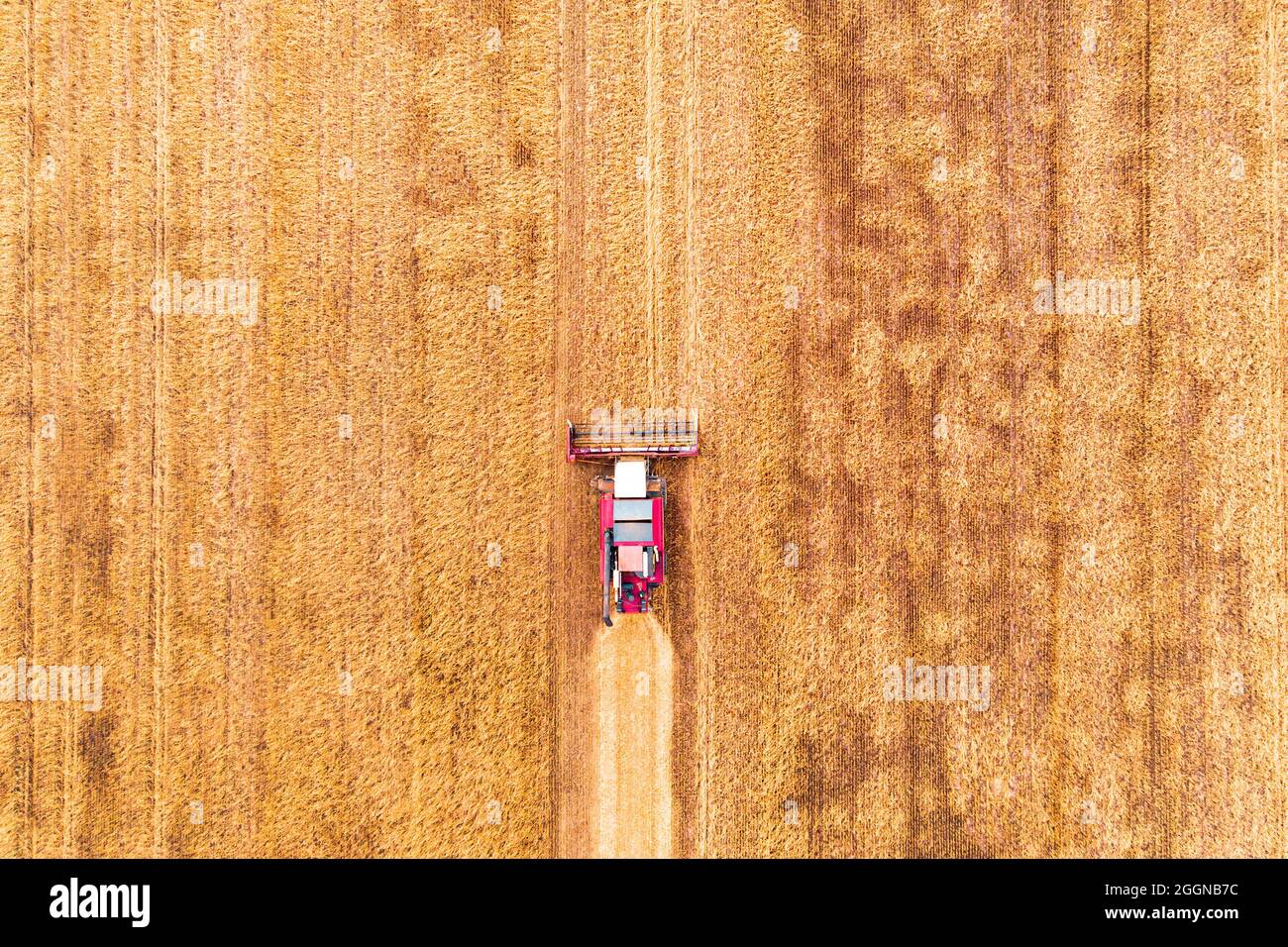 Vue aérienne de drone harvest field avec le tracteur tond l'herbe sèche. Champ jaune d'automne avec une botte après la récolte vue d'en haut. La récolte dans les champs. Banque D'Images