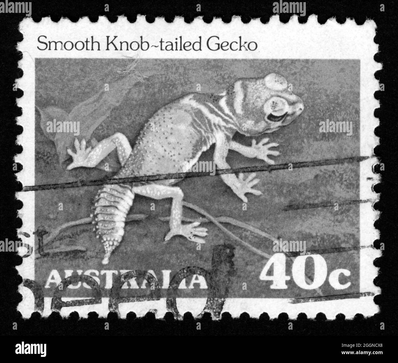 Imprimé timbres en Australie, Gecko à queue de bouton lisse, animaux Banque D'Images