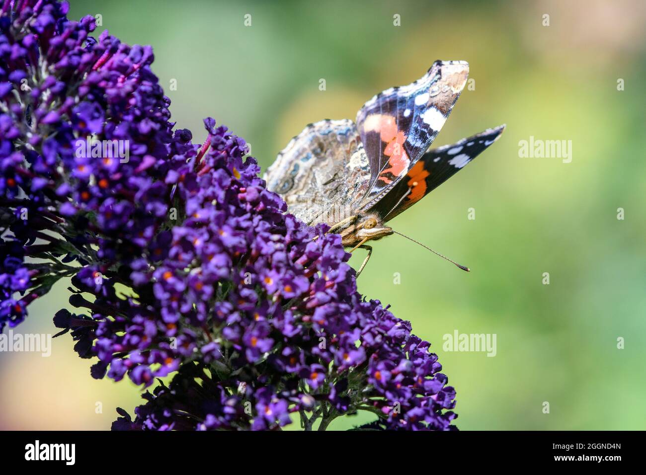 Gros plan de papillons amiraux rouges Vanessa atalanta se nourrissant de buisson pourpre buddleja buzz bush bush buddleja davidi Banque D'Images