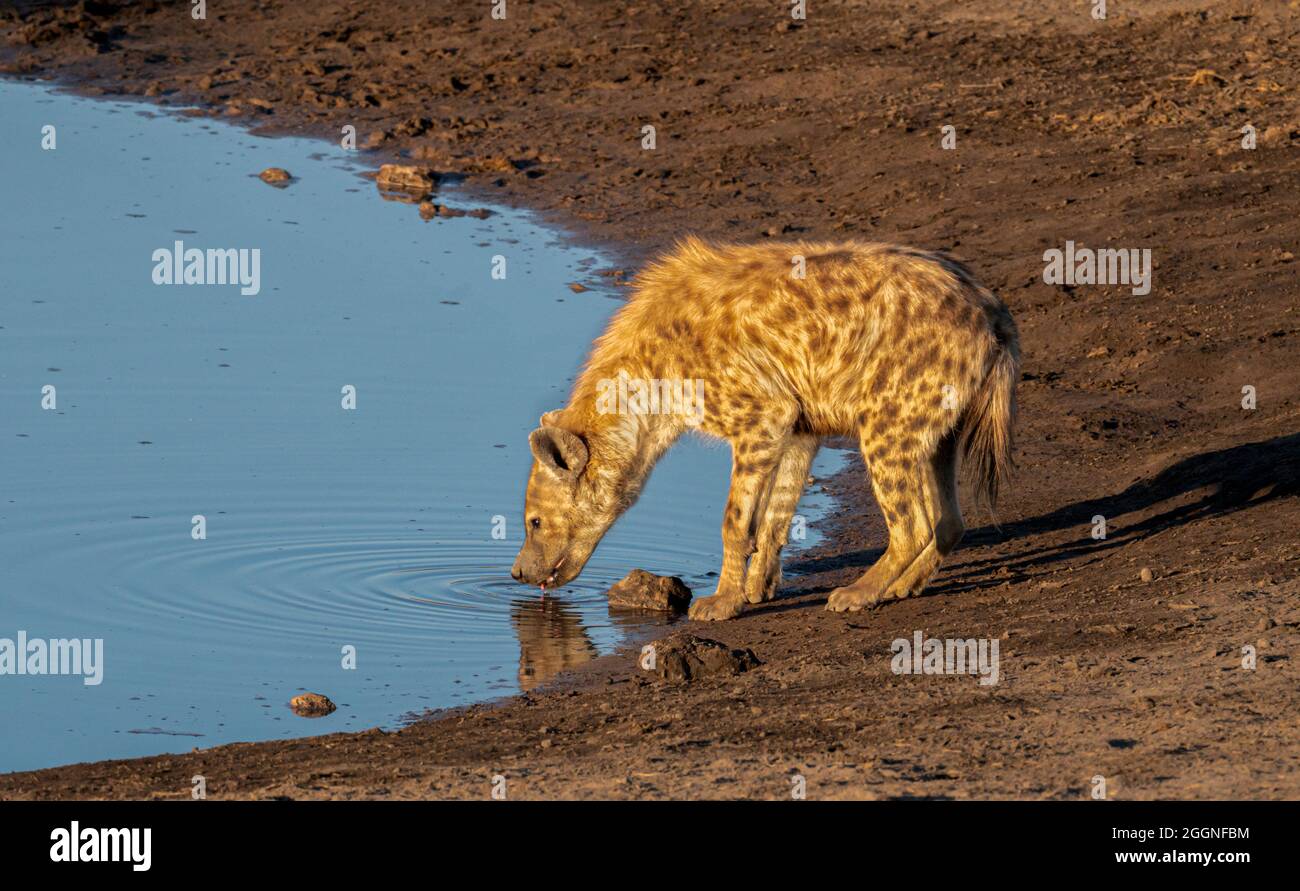 A repéré Hyena au trou d'eau de Namibie en Afrique Banque D'Images