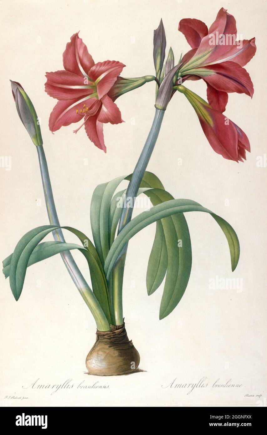 Amaryllis brasiliensis (Amaryllis brésilien). Musée : COLLECTION PRIVÉE. Auteur: Pierre-Joseph Redoté. Banque D'Images