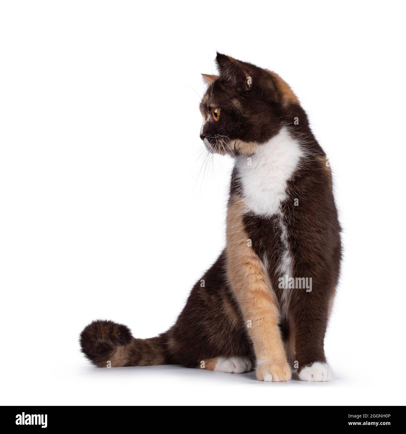 Jolie cravate au chocolat avec chat blanc de Shorthair britannique, assis face à l'avant. Vue latérale de l'appareil photo avec yeux orange vif. Isolé sur une wh Banque D'Images