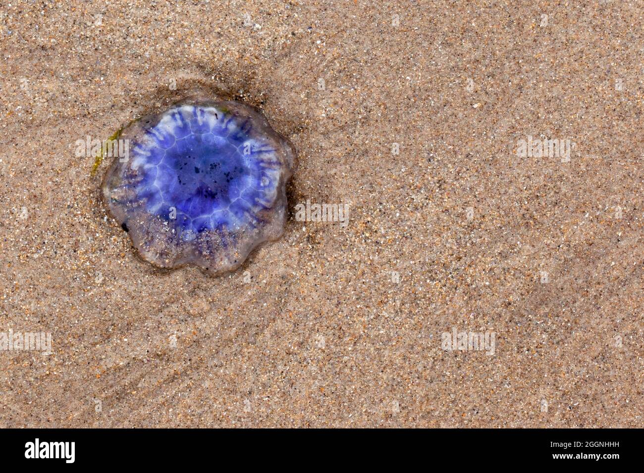 Méduse bleu commune (Cyanea lamarckii), lavé sur la plage, Northumberland, Royaume-Uni Banque D'Images