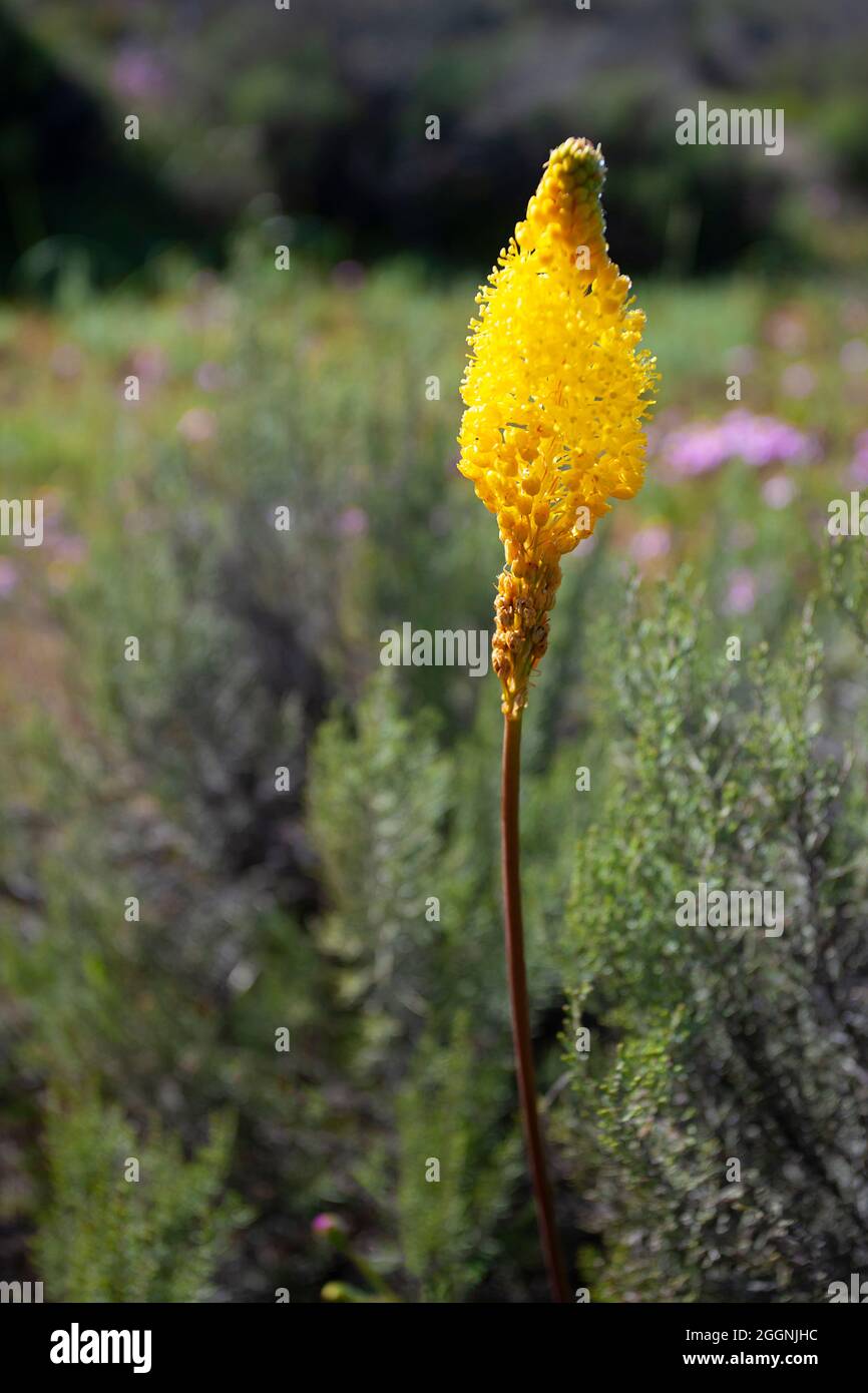 Fleur jaune, jardin botanique national de Hantam Banque D'Images