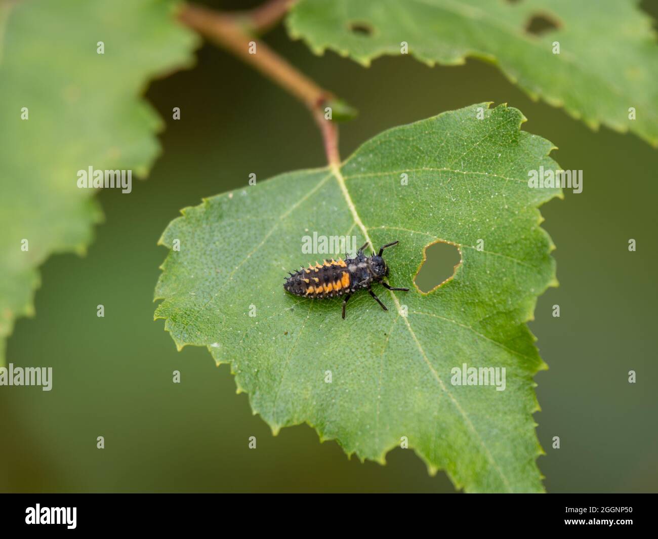 Harlequin Ladybug / larves de Ladybird sur une feuille Banque D'Images