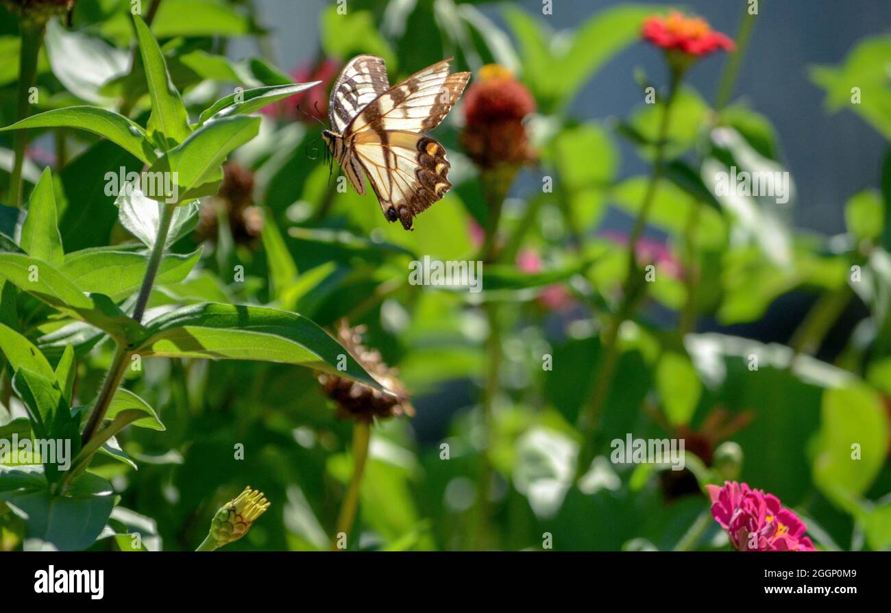 En vol de papillon Banque D'Images