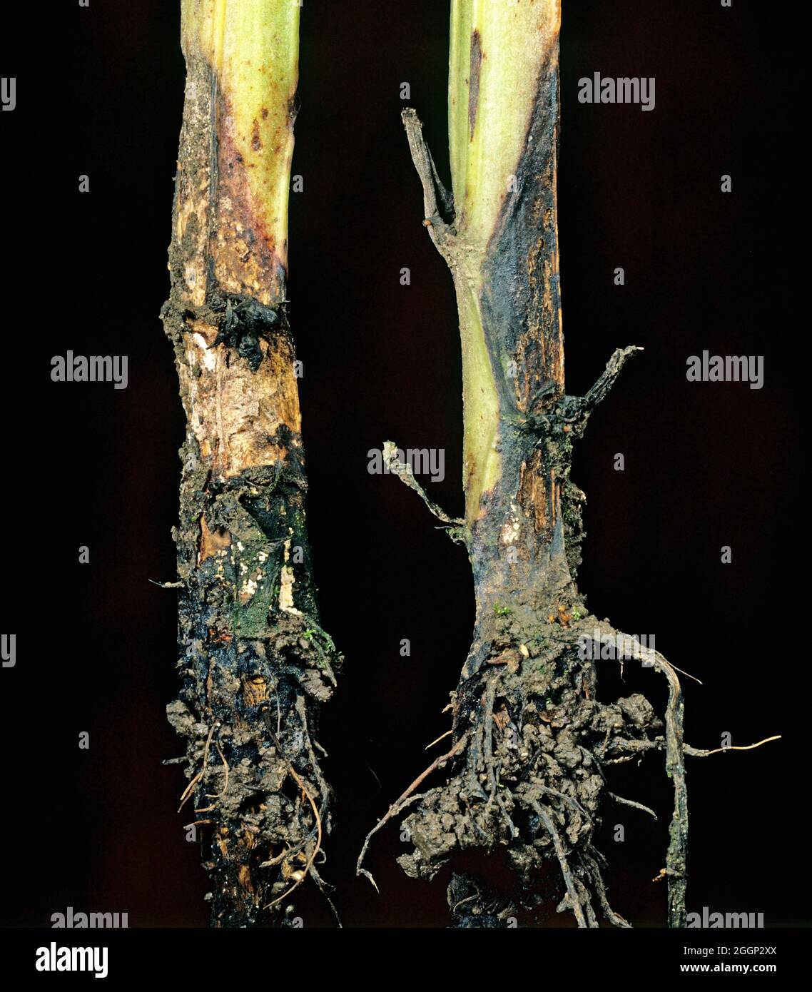 Fusarioses Fusarium solani sur gree des semis de haricots Photo Stock -  Alamy