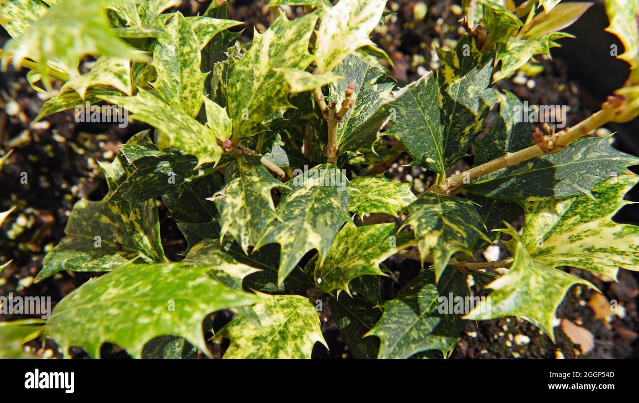 Plein cadre gros plan des feuilles vertes et blanches variées sur un arbuste d'olive houx poussant dans un jardin à la lumière du soleil. Banque D'Images