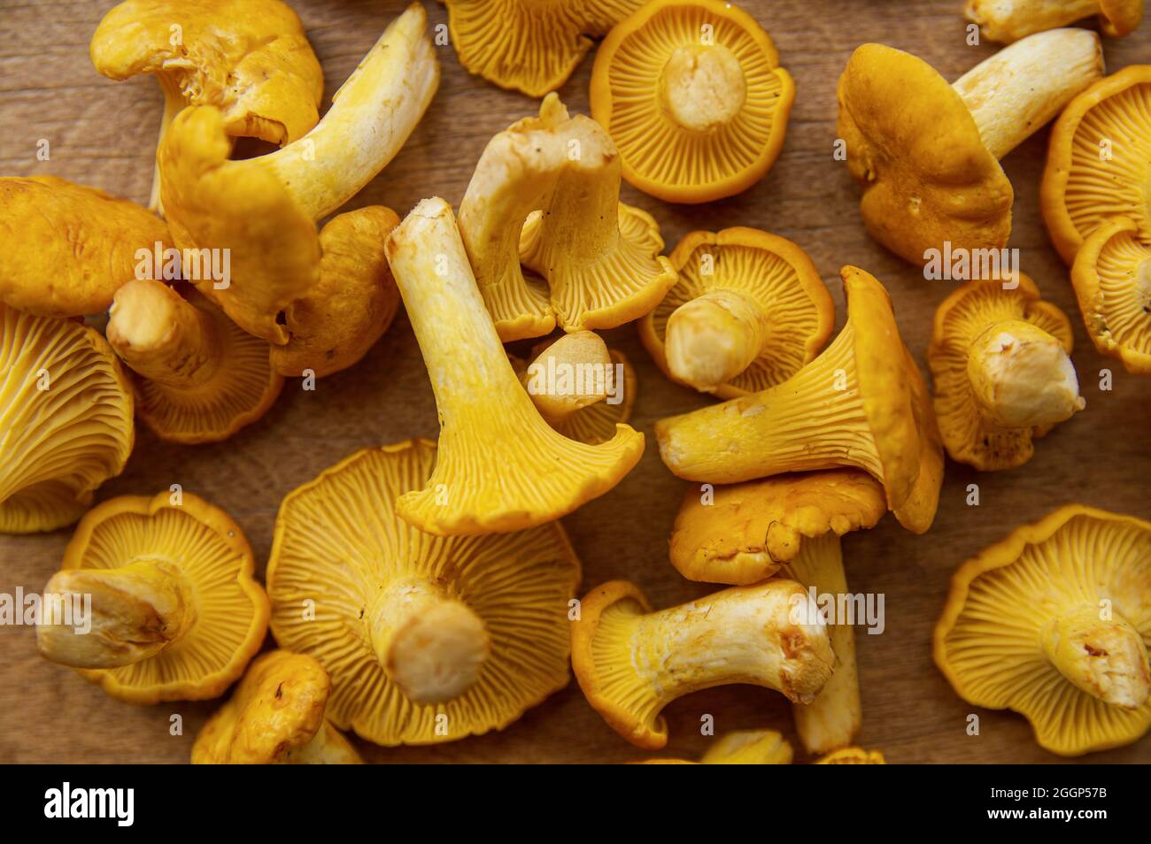 Jaune frais délicieux champignon chanterelle végétarien avec belle texture  de sa casquette sur fond de bois, conceptuel de l'automne ou de la saison  d'automne Photo Stock - Alamy