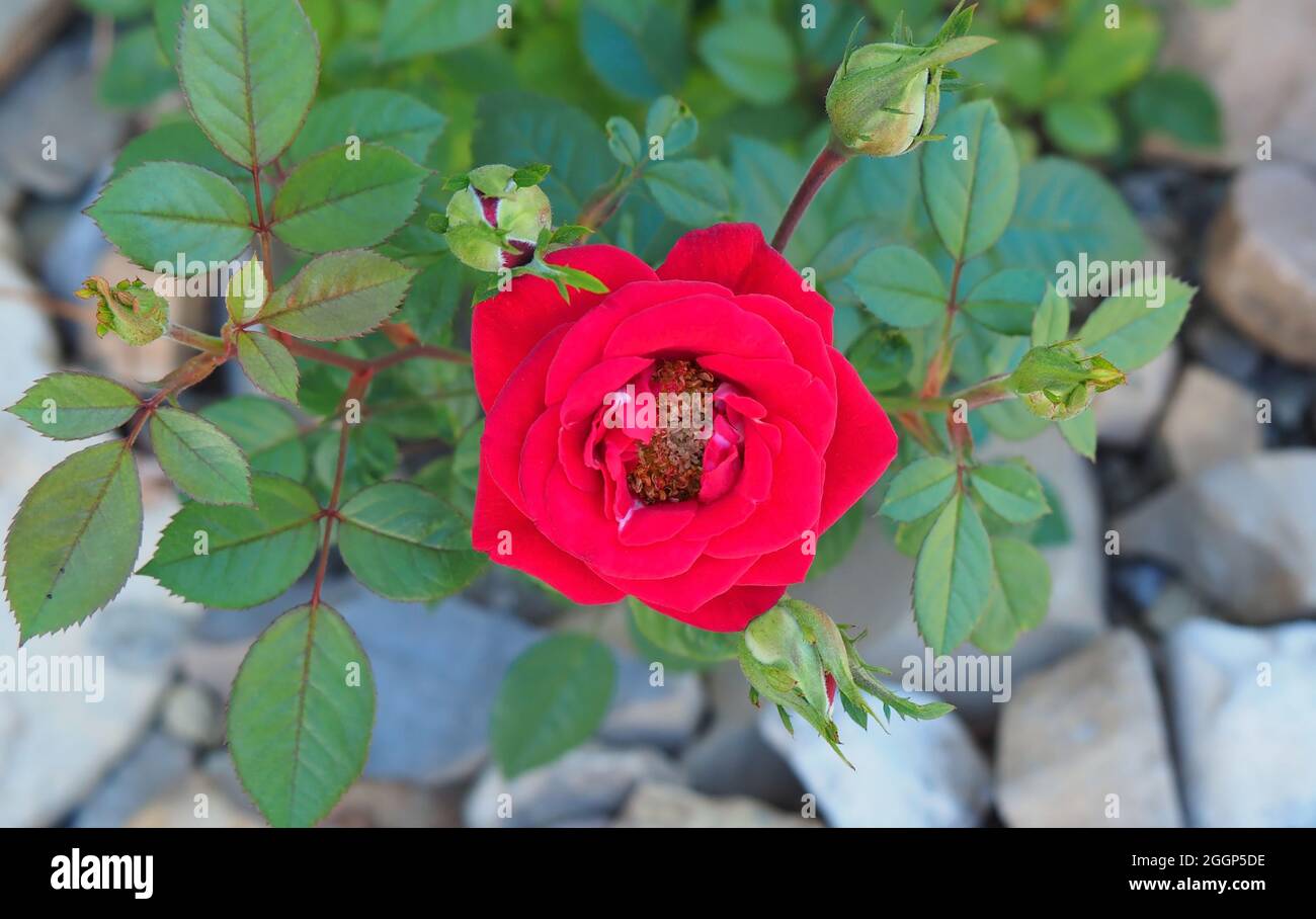 Gros plan de la fleur rouge sur un jardin de roses croissant dans un jardin de rochers. Banque D'Images