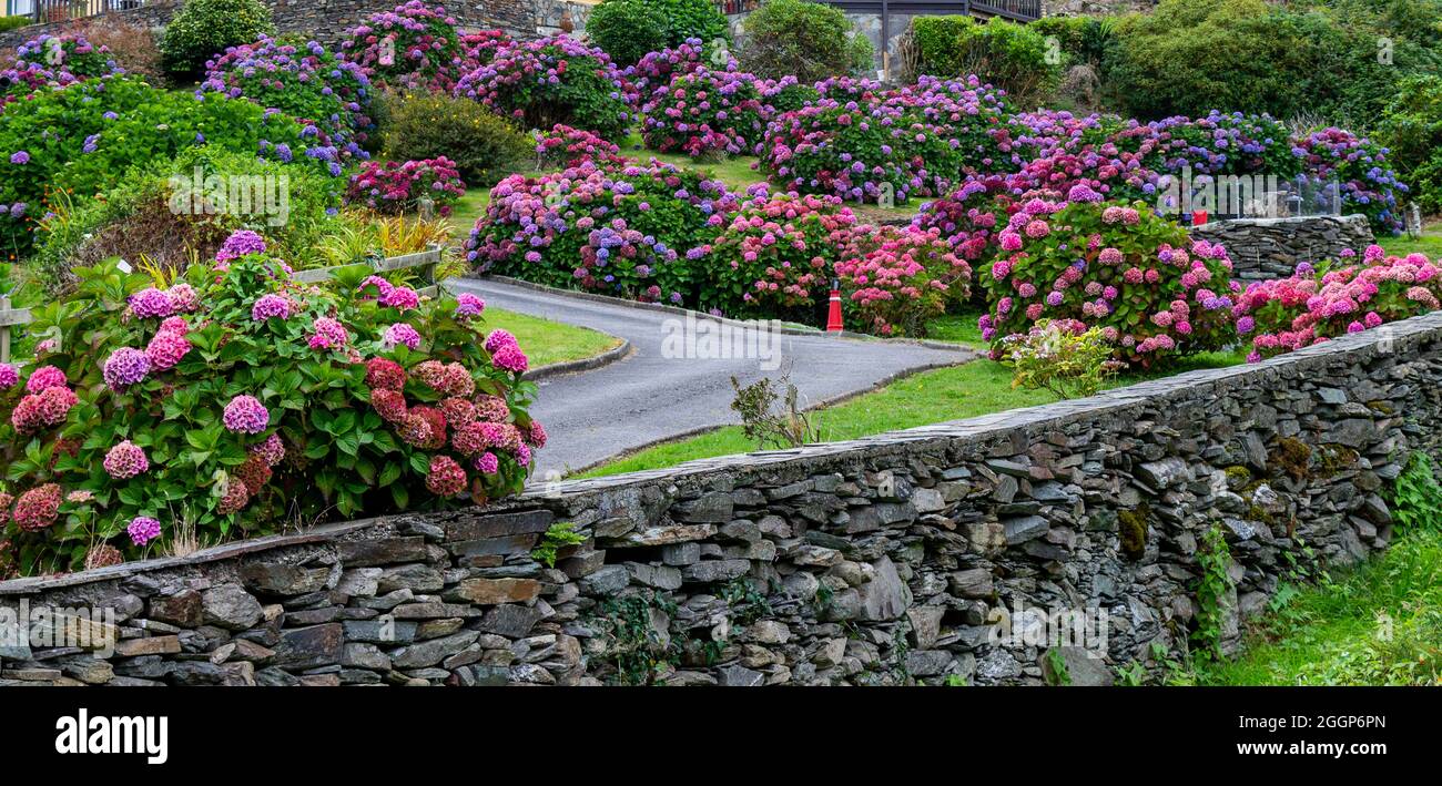 Hydrangea en pleine floraison estivale, qui grandit à côté d'une allée. Banque D'Images Hydrangea en pleine floraison estivale, qui grandit à côté d'une allée. Banque D'Images