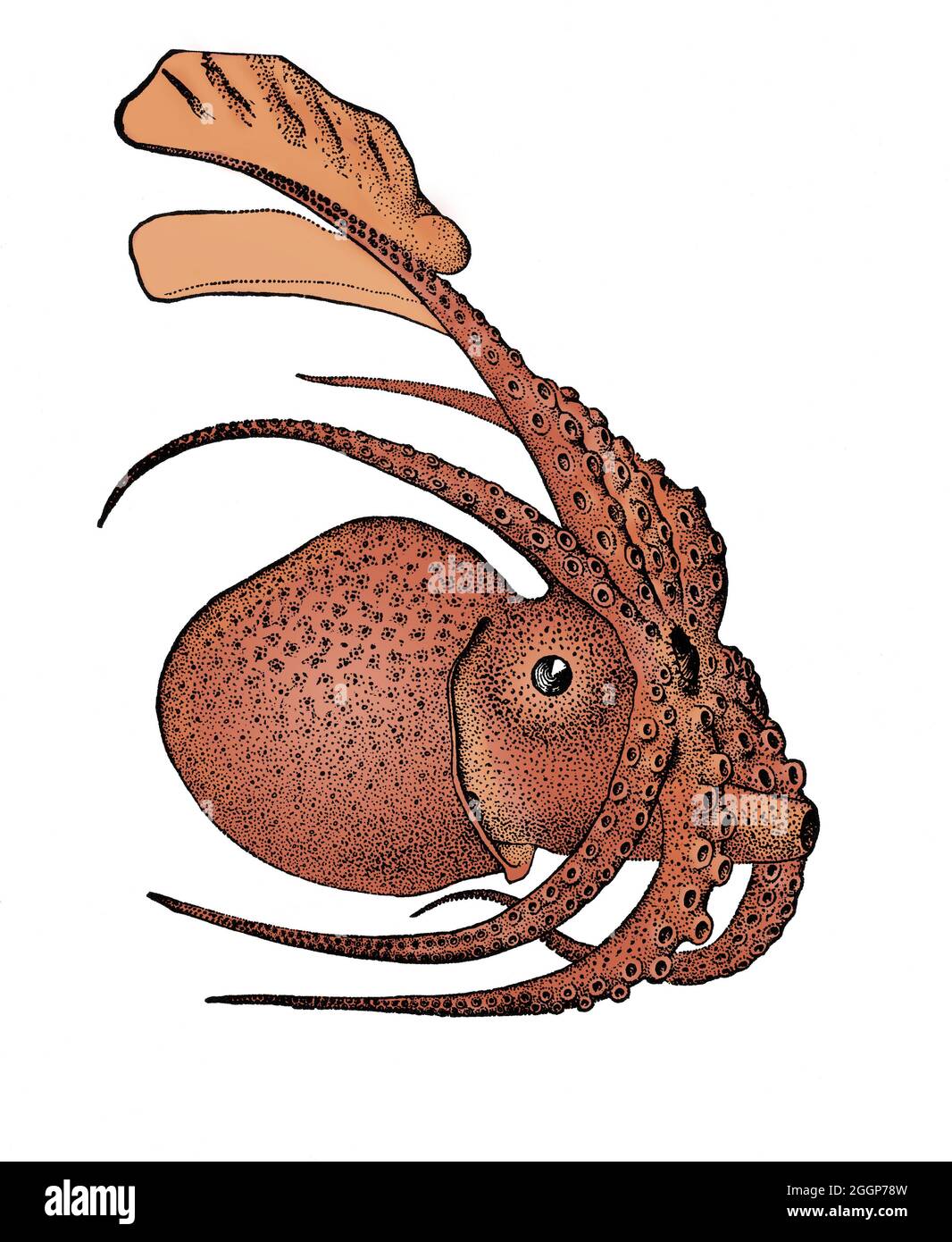Argonauta argo, également connu sous le nom de Grand argonaut, est une espèce d'octopus pélagique appartenant au genre Argonauta.Argonauta argo est cosmopolite et se trouve dans les eaux tropicales et subtropicales du monde entier.Couleurs améliorées. Banque D'Images