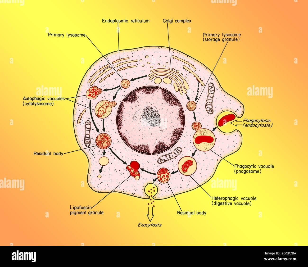 Représentation schématique du rôle des lysosomes dans l'hétérophagie. Banque D'Images
