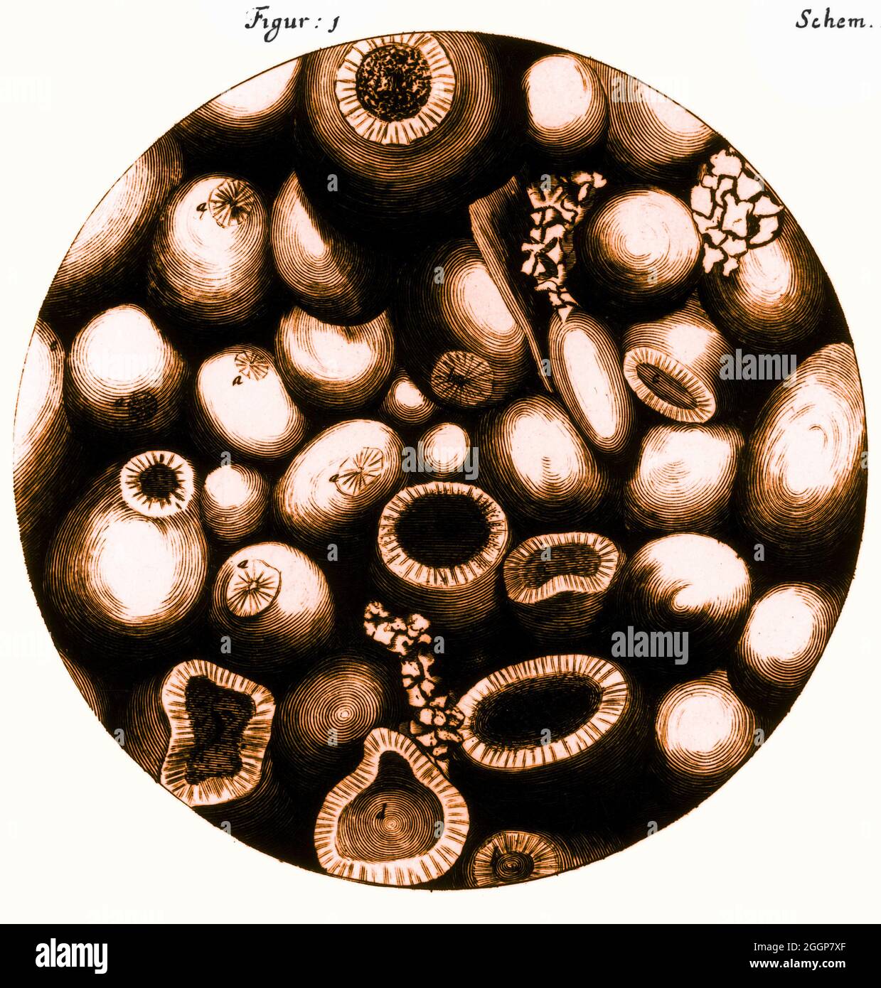 La gravure de la pierre de Kettering de Robert Hooke, vue sous un microscope, est publiée dans son livre 'Micrographia' en 1665. Banque D'Images