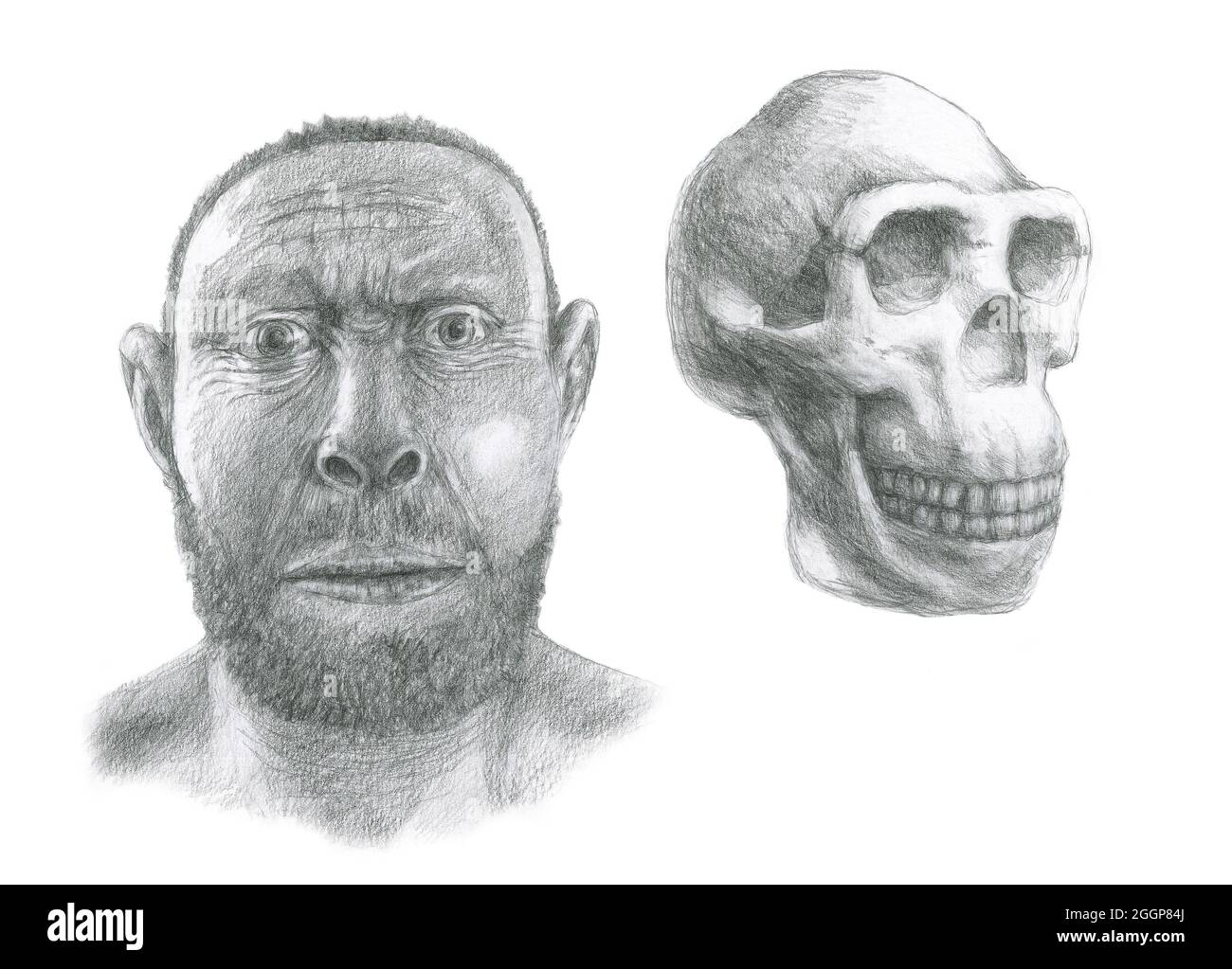 L'Homo erectus crâne et reconstitution du visage. L'Homo Erectus a été la plus répandue des hominidés (à l'exception de l'homme moderne), et a vécu entre 1,6 et 0,3 millions d'années. Banque D'Images