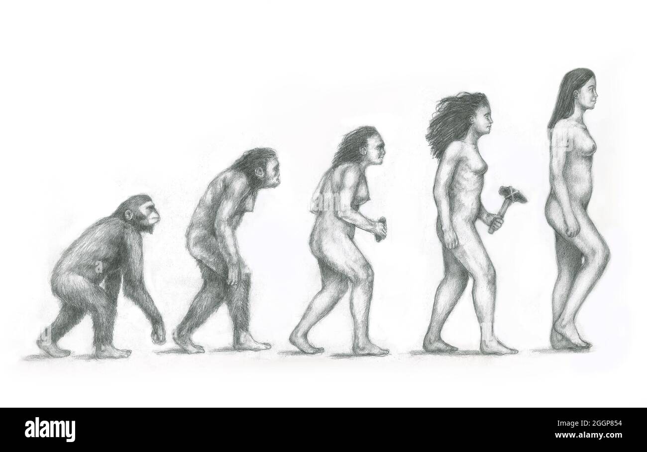 L'évolution humaine. Illustration de l'évolution des hominidés (femelle) de nos lointains ancêtres à aujourd'hui l'homme (Homo sapiens). Banque D'Images