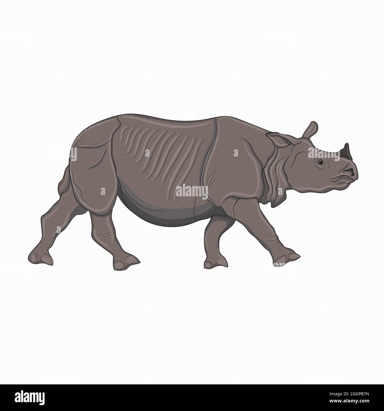 Illustration détaillée d'un rhinocéros adulte, rhinocéros indien à cornes Banque D'Images