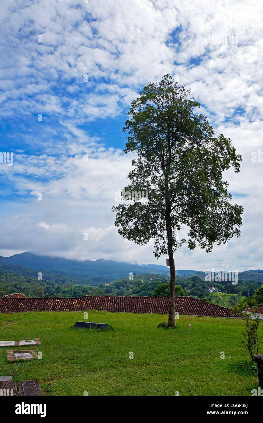 Arbre solitaire dans le cimetière, Tiradentes, Minas Gerais, Brésil Banque D'Images