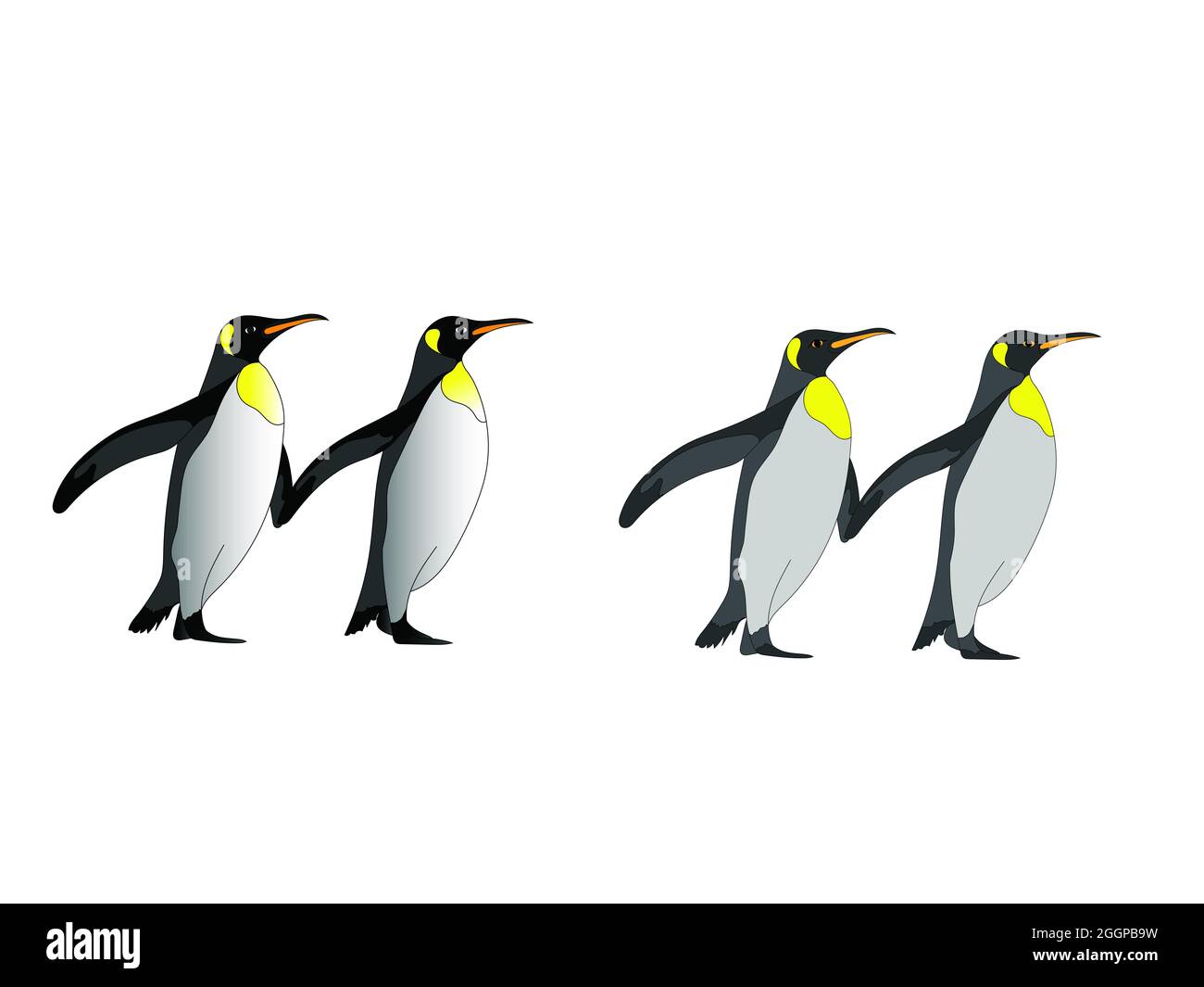 Image vectorielle dessinée à la main de Penguin sur fond blanc Banque D'Images